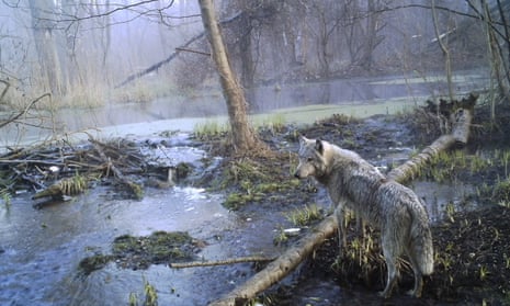 A wild wolf in the Polesie nature reserve, created after the Chernobyl disaster in Ukraine.