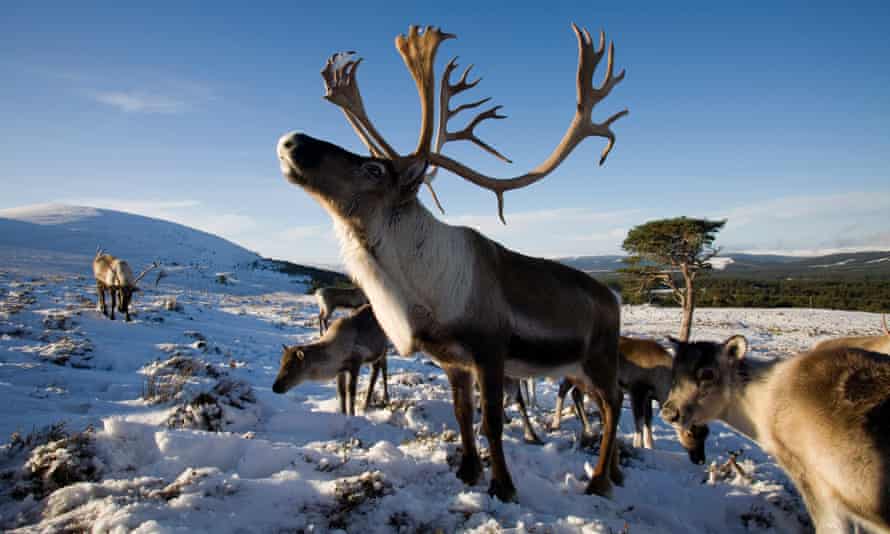 Reindeer in the Cairngorms.