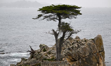 The Lone Cypress is seen at the scenic road 17-Mile Drive through Pebble Beach and Pacific Grove on the Monterey Peninsula in California,