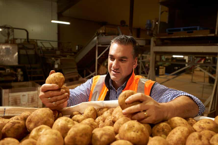 Rob Cerchiaro of Red Gem potatoes examines a crop of brushed spuds.