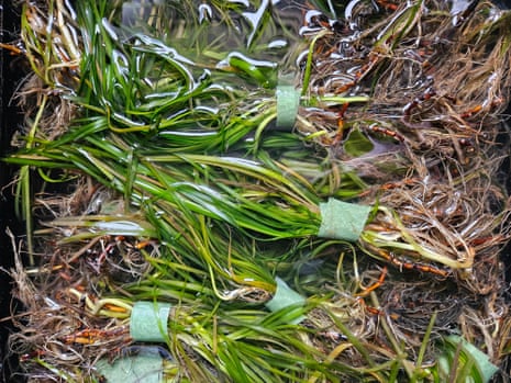 Seagrass plants grown at the Project Seagrass nursery, prepared for transplantation into the field.