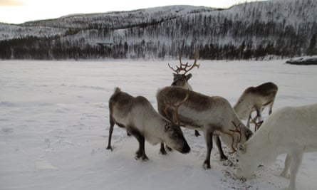 The very cold winter weather is good for reindeer, say the Sami herders