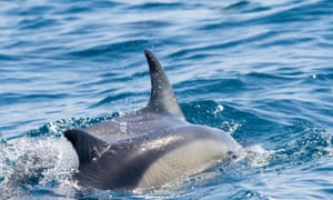 Dolphins in Madiera, Portugal