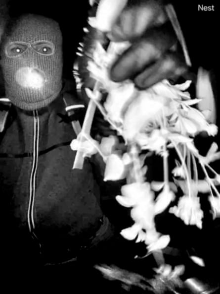 a masked man holding plant material