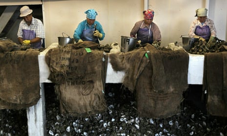 Workers shell oysters at the P&amp;J Oyster Company in New Orleans, Louisiana. The fishing industry is still recovering from the BP oil spill and hurricane Katrina.