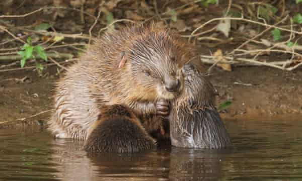een bever met kits op de rivierotter