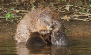 A beaver with kits on the River Otter
