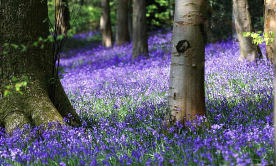 Coed Cefn, Crickhowell, Wales