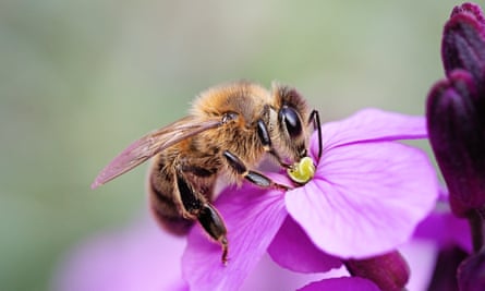 A bee on a flower