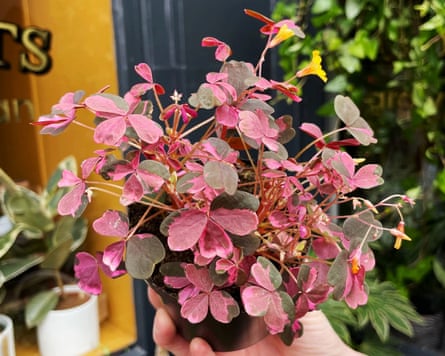 Grow Urban Oxalis ‘Plum Crazy’ Wood Sorrel