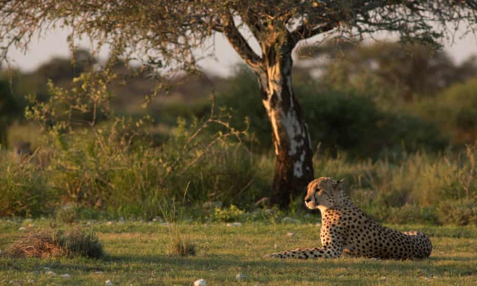 The Kgalagadi transfrontier park straddles Botswana and South Africa and is home to the cheetah and black-maned Kalahari lion. 