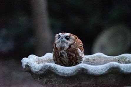 An owl in concrete birdbath