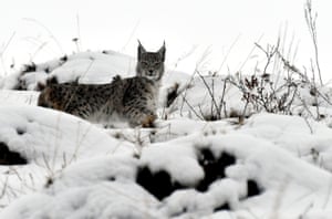 Um lince caucasiano, prestes a caçar, é visto em uma área rural coberta de neve no distrito de Sarikamis, em Kars, Turquia