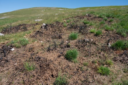 New molinia growth in a burnt area of gorse in the Sawdde Fechan valley, Mynydd Du, Wales.