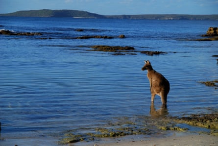 An eastern grey kangaroo surveys the shallows in Jervis Bay.