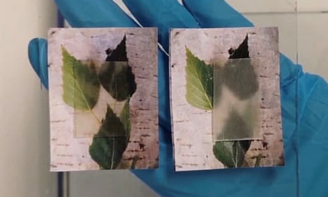 The transparent wood becomes cloudier (right) as it releases stored heat