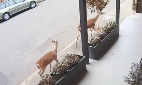 The two deer on the loose in the inner-Sydney suburb of Leichhardt earlier this month