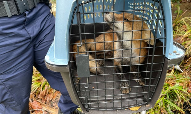The fox was captured by DC animal control. 