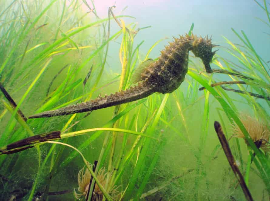 Seagrass with seahorse by Andrew Pearson