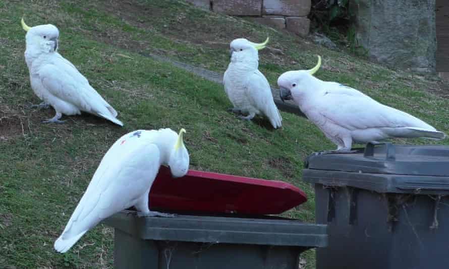 A group of sulphur-crested cockatoos wait for one of them to pry open a bin before sharing in the spoils.