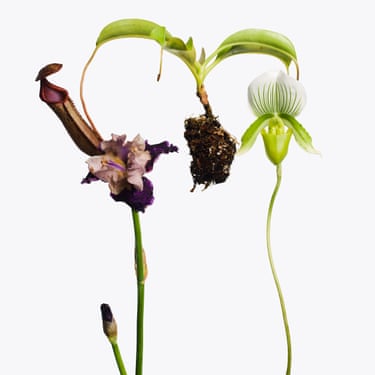 1 Pitcher Plant, 1 Purple Iris, 1 Lady Slipper apparently floating in aire
