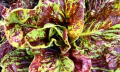 Leaves still to savour: scattered autumn-sown  radicchio