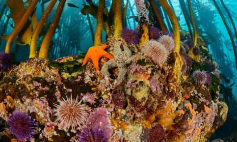 Sea bamboo, Kelp with sea urchins and sea star, Ecklonia maxima, False bay,