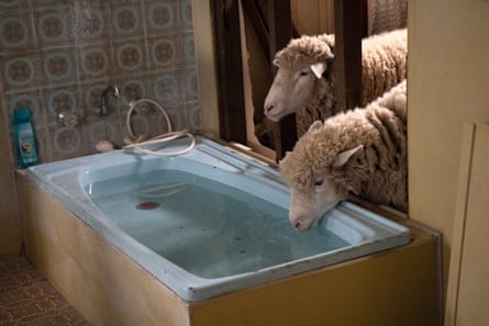Rams, in Rams.