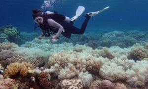 Coral reefs are suffering from rising temperatures killing both the corals and the huge number of species that live in and around the reefs.