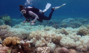 A diver over bleached coral at Orpheus Island