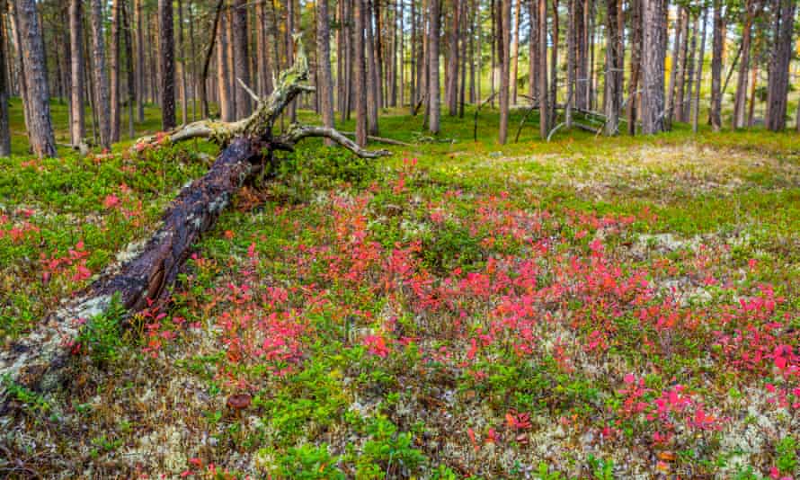 Colorful plants in autumnal forest landscape in Finnish Lapland