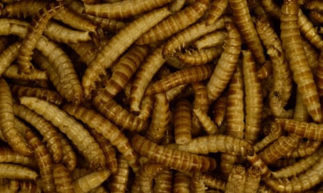 Freeze-dried buffalo worms reared for human consumption.