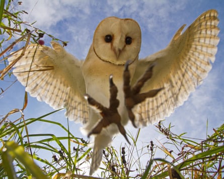 A hunting barn owl hovers, with its feet out