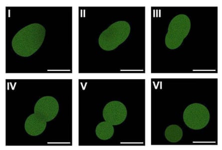Slide with six images with green blobs showing cell division