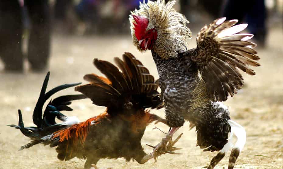 A traditional cockfight at the annual long Joon Beel festival in Morigaon district of Assam, India