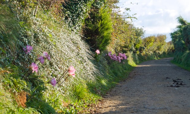 Hedgerow along a lane