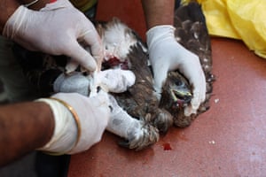 Vets tend to an injured eagle at a bird hospital in the old quarters of Delhi, India