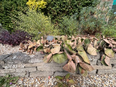 Elephant ears curling in the heat