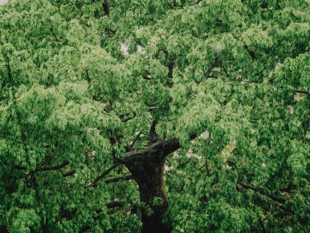 A close up view of a baobab's leaves and trunk.