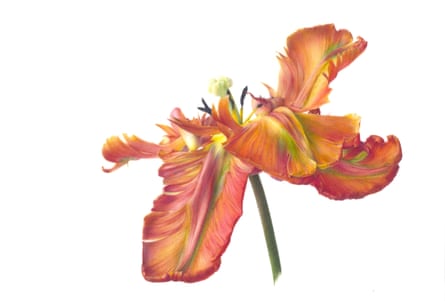 Fiona Strickland’s Tulipa ‘Blumex Parrot’, 2019.