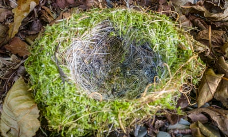 English Lake District: empty bird's nestClose-up of a beautifully made bird's nest found among dry leaves on the shores of Coniston Water, in the English Lake District. Sharp focus in centre of frame.