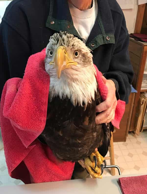 An bald eagle that died from lead poisoning in north-east Oregon this month, after testing found it had 385 micrograms of lead per deciliter of blood in its body.