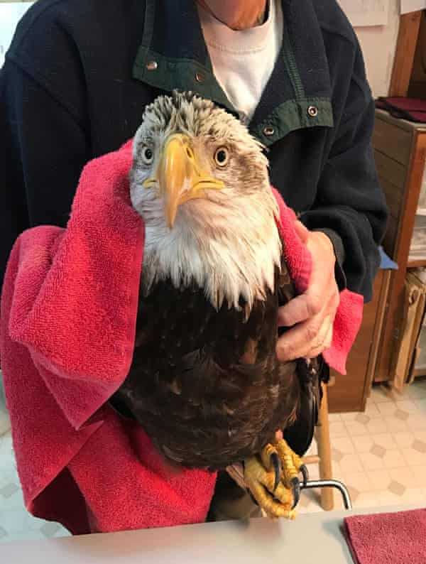 Bald eagles: scientists decry overturn of ban that would save American symbol | Birds | The Guardian