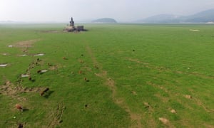 Cattle graze on the dried up bed of Poyang Lake in Jiangxi Province, China.