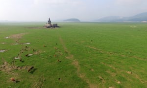 Cattle graze on the dried up bed of Poyang Lake in November 2016.