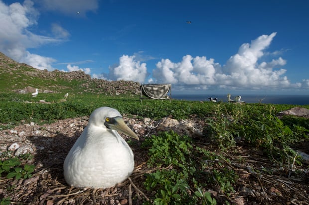 A nesting masked booby.