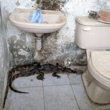 Two small caiman found in a toilet during the raid.
