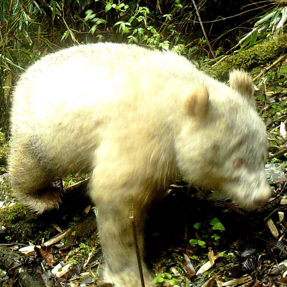 Albino Panda Caught On Camera In China In World First China The Guardian