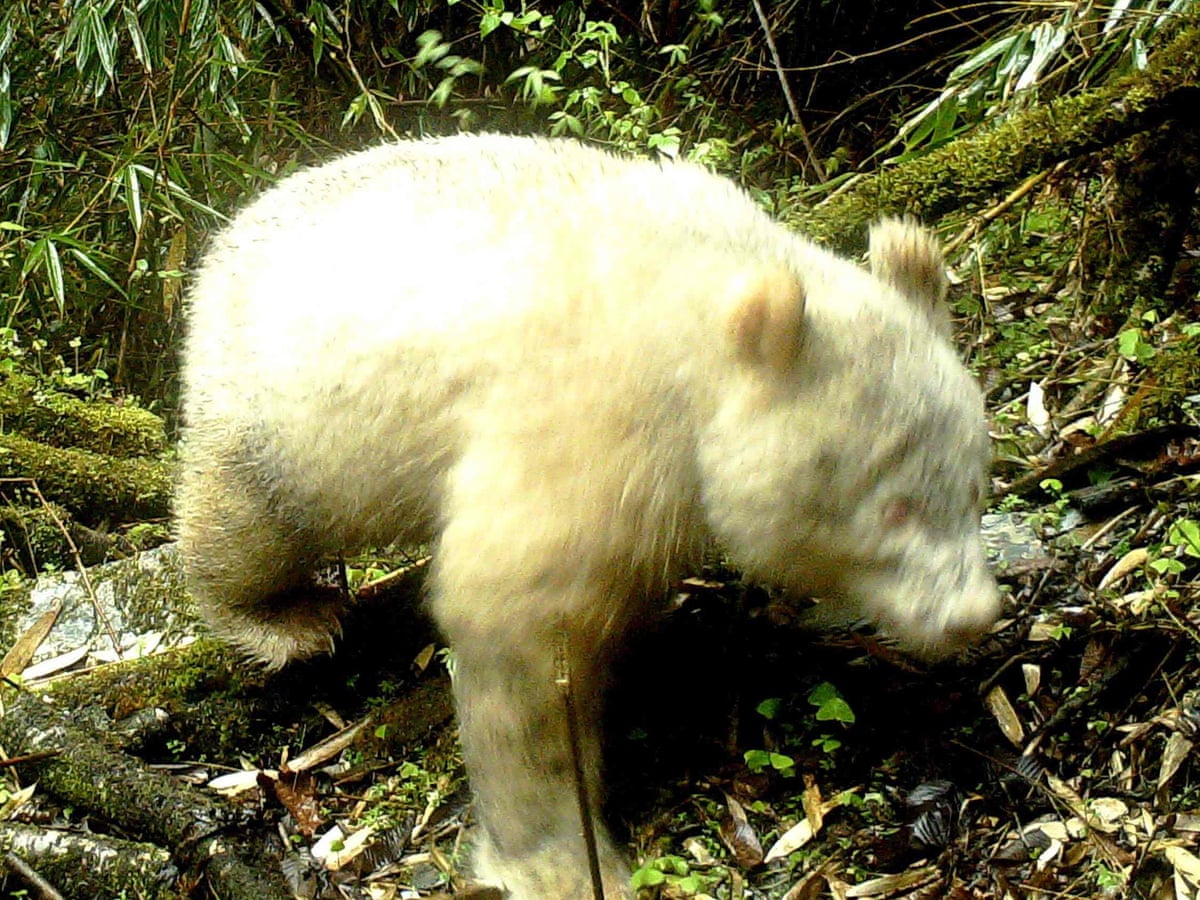 Albino panda caught on camera in China in world first | China | The Guardian
