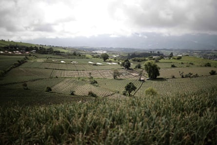 View of a field where farmers work on onion crops in the province of Cartago, Costa Rica.